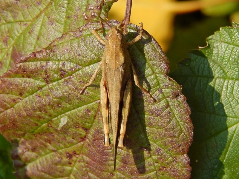 Aiolopus strepens, femmina  (Acrididae)